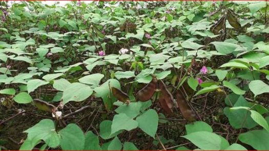 অল্প পুঁজিতে বেশি লাভ, শিম চাষে ঝুঁকছেন চাষিরা