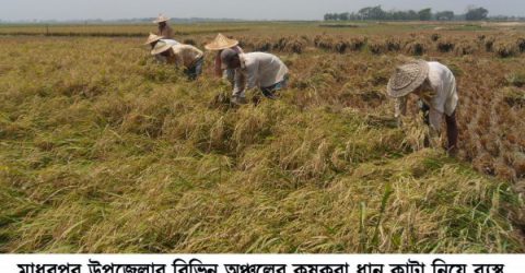 মাধবপুরে আমন ধানের বাম্পার ফলন কৃষকের মুখে হাসি