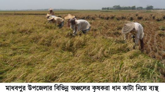 মাধবপুরে আমন ধানের বাম্পার ফলন কৃষকের মুখে হাসি