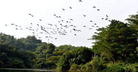 বাঁশখালী ইকোপার্ক অতিথি পাখির কলকাকলিতে মুখরিত