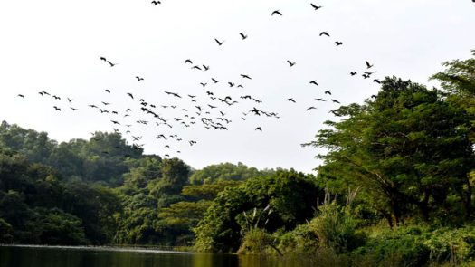 বাঁশখালী ইকোপার্ক অতিথি পাখির কলকাকলিতে মুখরিত