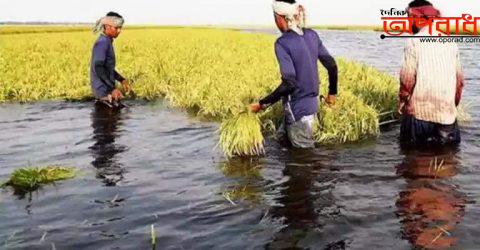 তলিয়ে যাচ্ছে সুনামগঞ্জের খরচার হাওরের পাকা ধান বৃষ্টির সঙ্গে উজান থেকে আসছে পাহাড়ি ঢল