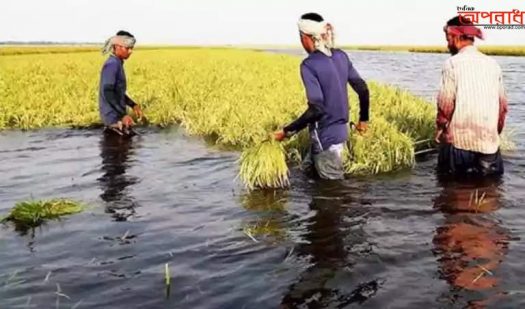 তলিয়ে যাচ্ছে সুনামগঞ্জের খরচার হাওরের পাকা ধান বৃষ্টির সঙ্গে উজান থেকে আসছে পাহাড়ি ঢল