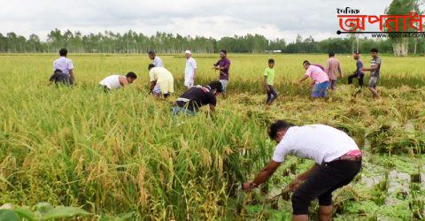 নীলফামারীতে মৃত কৃষকের ধান কেটে দিলো আওয়ামীলীগ নেতা ও এলাকাবাসী।