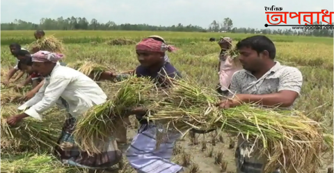 হিলিতে কৃষকের ধান কেটে দিলো ছাত্রদল