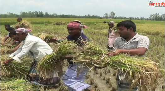 হিলিতে কৃষকের ধান কেটে দিলো ছাত্রদল