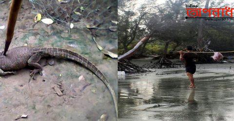 কলাপাড়ায় বনবিভাগ ও অবৈধ শীকারীদের যোগসাজশে হারিয়ে যাচ্ছে প্রাগঐতিহাসিক বন্যপ্রানী ॥