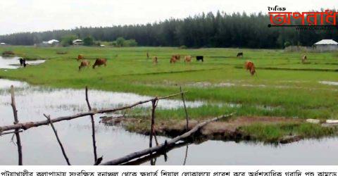 কলাপাড়ায় হঠাৎ অর্ধশতাধিক গরু-ছাগল জখম ক্ষুধার্ত শিয়ালের কামড়ে॥