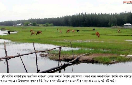 কলাপাড়ায় হঠাৎ অর্ধশতাধিক গরু-ছাগল জখম ক্ষুধার্ত শিয়ালের কামড়ে॥