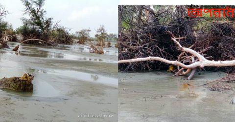 ঘুর্ণিঝড় আম্পান কলাপাড়ার সংরক্ষিত বন ছিন্নবিন্ন করে দিয়ে গেছে ॥