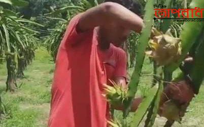 পঞ্চগড়ে সুস্বাদু ড্রাগন ফলের বাজার জাতকরন শুরু হয়েছে