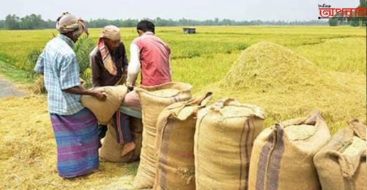 শায়েস্তাগঞ্জে লটারির মাধ্যমে কেনা হচ্ছে কৃষকের ধান