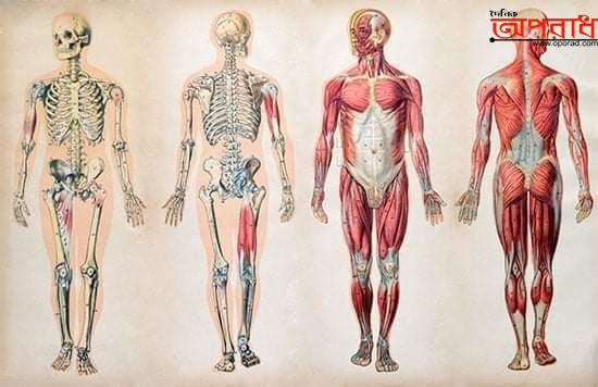 মানব দেহঃ আসুন নিজের সম্পর্কে জানি