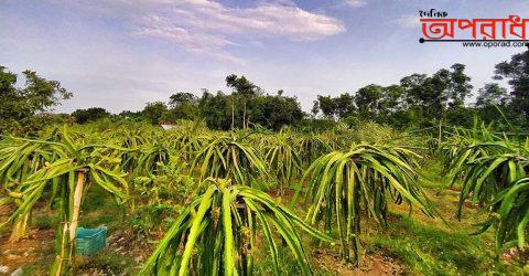 দেশি ফল চাষের পাশাপাশি ড্রাগন ফল চাষ করে ব্যাপক সফলতা পেয়েছেন কালীগন্জের চাষীরা।