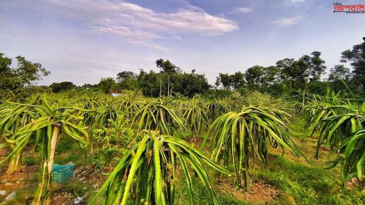 দেশি ফল চাষের পাশাপাশি ড্রাগন ফল চাষ করে ব্যাপক সফলতা পেয়েছেন কালীগন্জের চাষীরা।