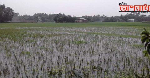 চুনারুঘাটে বৃষ্টিতে সবজির ব্যাপক ক্ষতি