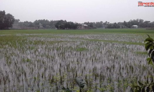 চুনারুঘাটে বৃষ্টিতে সবজির ব্যাপক ক্ষতি