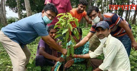 কোটচাঁদপুরে বৃক্ষরোপণ কর্মসূচি ২০২০ অনুষ্ঠিত