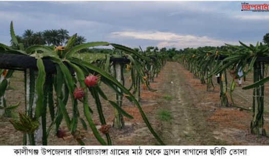 কালীগন্জে ড্রাগন চাষে সফল শেখ রাসেল।