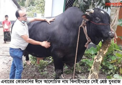 এবারের কোরবানির ঈদে আলোচিত নাম ঝিনাইদহের যুবরাজ ষাড়