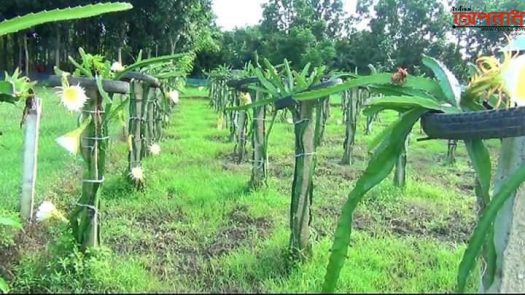 ঝিনাইদহের মহেশপুরে এক কৃষকের দেড় বিঘা ফলের বাগান নষ্ট করে জোরপূর্বক রাস্তা দখলের অভিযোগ