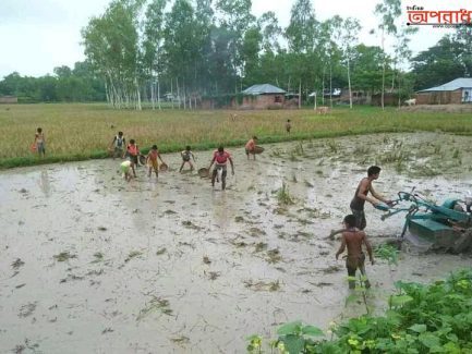 দিনাজপুরের কৃষকেরা আমন ধান চাষ ও রোপনে ব‍্যস্ত সময় পার করছেন