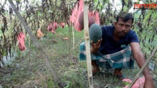 ঝিনাইদহের শৈলকুপায় গ্রীস্মকালীন তরমুজ চাষ করে তাক লাগিয়ে দিল কৃষক হাবিবুর