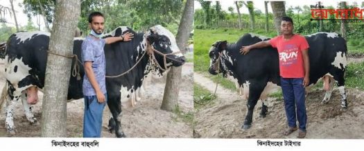 এবারের ঈদে ঝিনাইদহের চমক বাহুবলি ও টাইগার