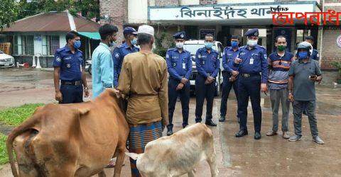 ঝিনাইদহে কৃষকের বাড়ি থেকে ডাকাতি হওয়া গরু উদ্ধার