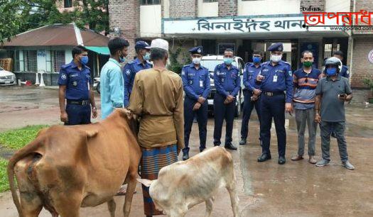 ঝিনাইদহে কৃষকের বাড়ি থেকে ডাকাতি হওয়া গরু উদ্ধার