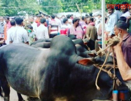 ঝিনাইদহে গরুর মূল্য কম হওয়ায় হতাশায় ভুগছে গরু খামারিরা