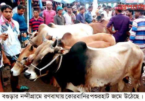 বগুড়ার নন্দীগ্রামে কোরবানির পশুরহাট জমে উঠেছে