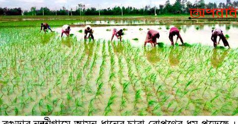 নন্দীগ্রামে আমন ধানের চারা রোপণের ধুম