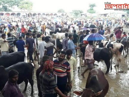 তাড়াইলের পশুর হাট জমে উঠলেও স্বাস্থ্যবিধি মানছে না ক্রেতা-বিক্রেতারা