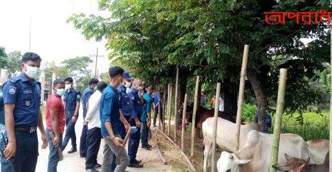 সরকারি নির্দেশ অমান্য করে যত্রতত্র পশুর হাট