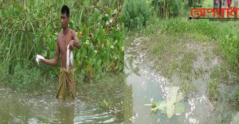 নড়াইলে দুর্বৃত্তের দেয়া বিষে ঘেরের পাঁচ লক্ষ টাকার মাছ নিধন