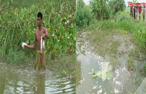 নড়াইলে দুর্বৃত্তের দেয়া বিষে ঘেরের পাঁচ লক্ষ টাকার মাছ নিধন