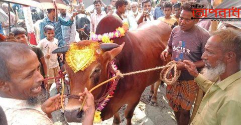 আজমিরীগঞ্জ গরুহাটায় স্বাস্থ্য বিধি না মেনে অবাধে  গরু বিক্রি