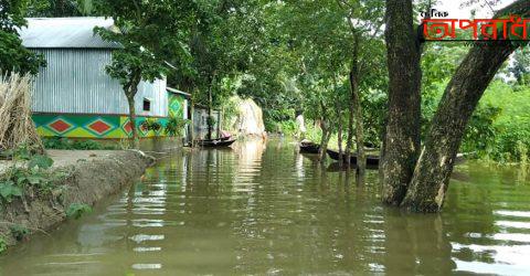 তাড়াইল সাচাইল প্রায় অর্ধশতাধিক পরিবার পানিবন্দি