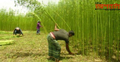 ঝিনাইদহের পাট চাষীরা লোকসানের মুখে