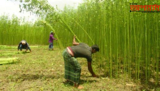 ঝিনাইদহের পাট চাষীরা লোকসানের মুখে