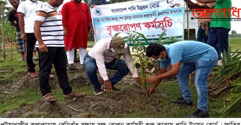 কলাপাড়ায় বেড়িবাঁধ রক্ষা করতে পানি উন্নয়ন বোর্ডের বৃক্ষরোপন কাযর্ক্রম চালু ॥