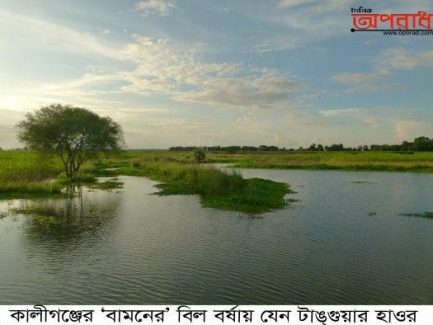 কালীগঞ্জের ‘বামনের’ বিল বর্ষায় যেন টাঙ্গুয়ার হাওর