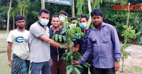 মুজিব শত বর্ষ উদযাপন উপলক্ষে চেয়ারম্যান নেওয়াজ নিশাতের উদ্যোগে বৃক্ষ রোপণ কর্মসূচী