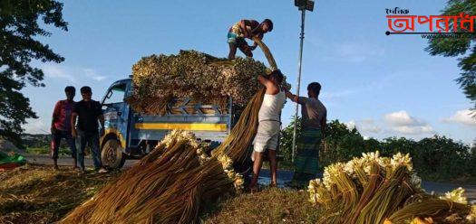 সিরাজদিখানের শাপলা যাচ্ছে  ঢাকার পাইকারী বাজারে