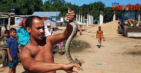 জাদুকাটায় ঢলের পানিতে ভেসে এসে লোকালয়ে ধরা পড়ল অজগর সাপের  বাচ্চা