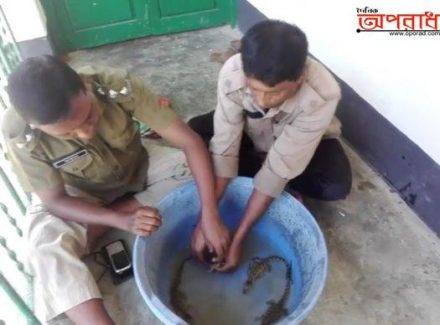 সুন্দরবনে পিলপিলের ৪৪টি ডিমে ৪টি ছানা ফুটেছে