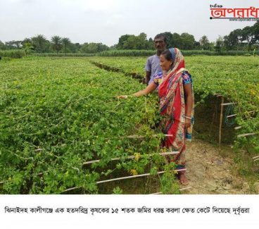 এবার কালীগঞ্জে কৃষকের ধরন্ত করলা ক্ষেত কেটে দিলো দূর্বৃত্তরা