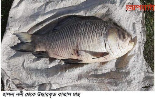 হালদা নদী থেকে ৯ কেজী ওজনের মৃত কাতাল মাছ উদ্ধার