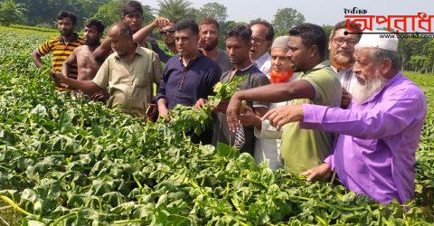 কালীগঞ্জে এবার পুইশাক গাছ কেটে দিল দুর্বৃত্তরা